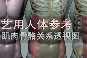 艺用人体参考：肌肉骨骼关系透视图