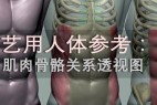 艺用人体参考:肌肉骨骼关系透视图