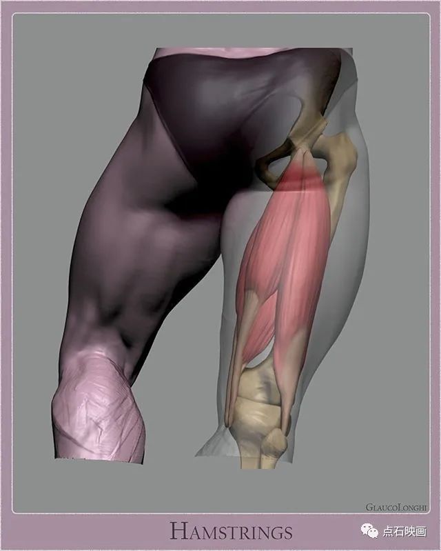 艺用人体参考：肌肉骨骼关系透视图